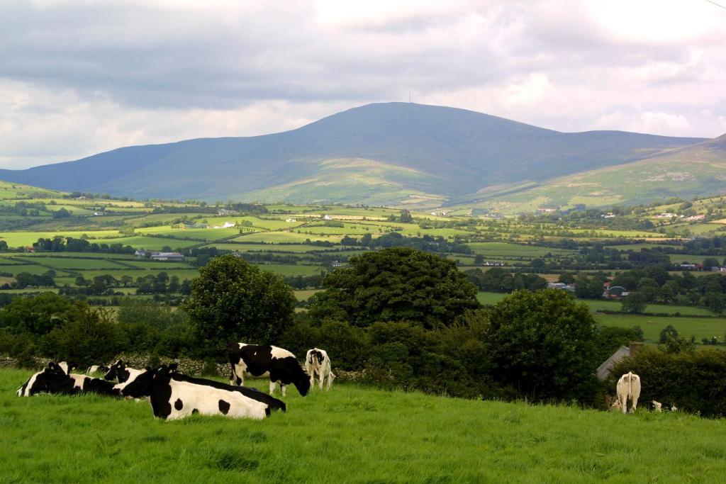 Brandon View House B&B Graiguenamanagh 외부 사진